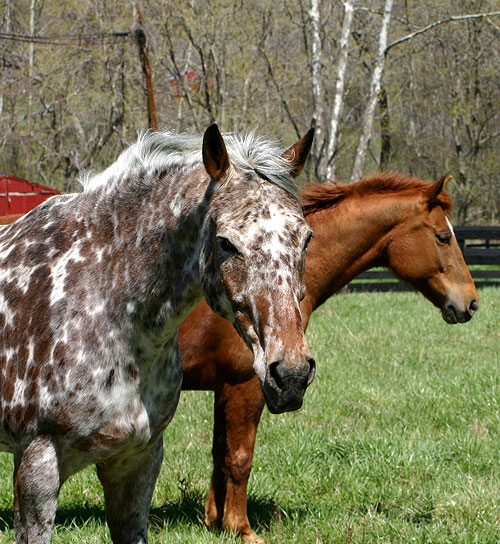 Jack & Gertie April '07