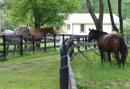 Jack, Gertie & Lucy May '07