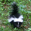 baby skunk